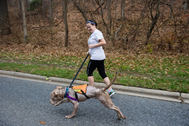 A PACK volunteer takes a dog for a run. Photo: Marleen van den Neste